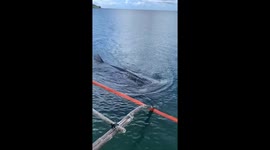 Whale shark approaches boat, Masbate, Philippines