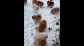Playful Pomeranians enjoying the snow at a breeder in Österreich, Austria,