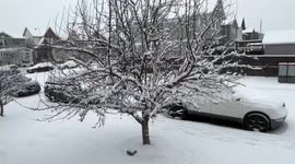 Canada: Calgary Street Turns Into Peaceful Winter Wonderland As Holidays Approach