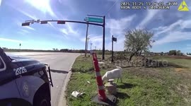 US: Texas Police Nab ‘Baaaad’ Goat In Hilarious Bodycam Encounter