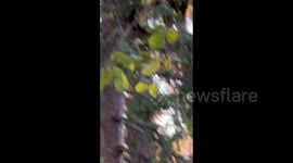 Black Bear found high in a tree top in a Canadian residents yard.