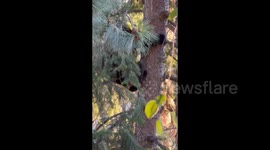 Black Bear Climbing down a tree after having a rest up high on a branch.
