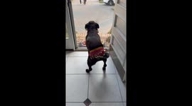 Belly-Dancing Dog Excited for Trick-or-Treaters