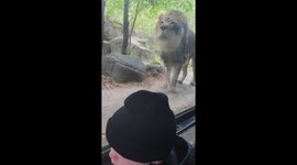 Lion Chuffs Make Great Beat For Dancing Toddler