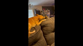 Dog Is Very Pleased With New Kitten Friend