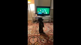 Wiener Dog Makes Movie Night Awkward
