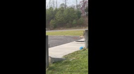 Flipping Frenchie Chases a Deer