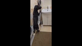 Clever Labrador uses toilet in Orenburg, Russia