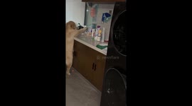 Golden retriever tries to reach a grapefruit in Henan, China