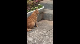 Cat accidentally knocks a brick onto a mouse on a stairway in Yunnan, China
