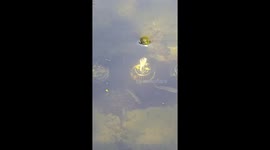 Fish spins in pond filter in Guangdong, China