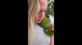 Affectionate parrot cuddles with owner in Colorado do Oeste, Brazil