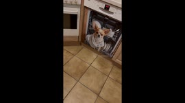 “Meet Mia’s dynamic duo: Barney, the 11-year-old sweetheart she rescued from a tough situation, and Aria, his lively companion. Together they fill the kitchen (and maybe even the dishwasher!) with lots of charm and a little mischief. These two are just pa