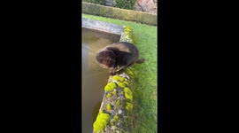 Scottish Fold cat steps on cracking ice in Troyon, France