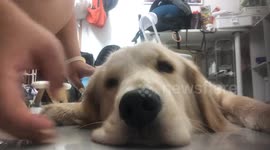 Retriever hilariously flops while being played with in Guangxi, China