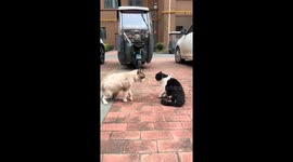 Two cats interact in amusing street encounter in Henan, China