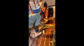 Struggling to release giant moray eel in Guamaré, Brazil