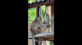 Monkey admires his own reflection in car wing mirror