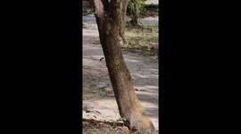 Zookeepers catch escaped otter running among picnic benches