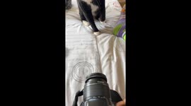 Lights, Camera, NO! Cat's Epic Disapproval of Paparazzi