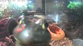 Frogburt the American Bullfrog Engages in an Intense Staring Contest with Security Camera