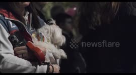 Syntagma Square Sparkles: Athens Celebrates Christmas Tree Lighting (2025)