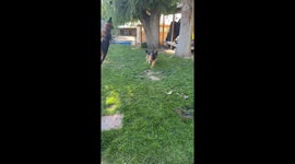 German Shepherd 'Sky' Shows Off Incredible Jaw Strength Swinging High from Tree