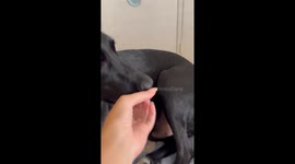 Guilty Dog Refuses to Open Mouth Until Owner Discovers Pink Lighter Hidden Inside