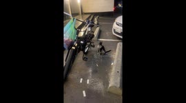 Mischievous stray cat knocks over a bike in Mecca, Saudi Arabia