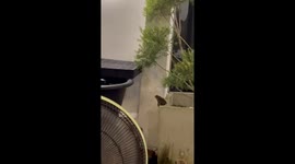 Toad’s persistent pot-to-pot climb ends in success in Samutsakorn, Thailand