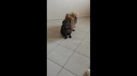 Stoic Cat Pulls Hilarious 