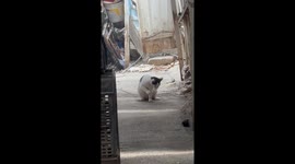Unleashing the Inner Hunter: Watch This Stray Cat's Adorable Thread Game in western India