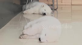China: Polar bear twins in Shandong celebrate 100 days in good health
