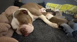 Heroic dog mum saves her adorable puppies from hammer attack 2/2