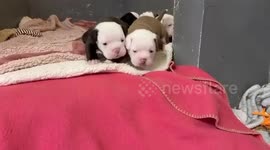 Heroic dog mum saves her adorable puppies from hammer attack 1/2