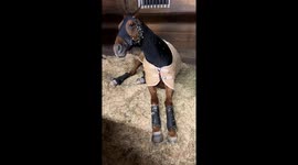 Horse makes funny noises in New York, USA