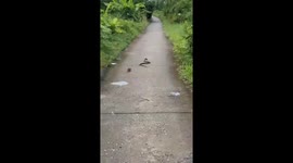 Brave rat defends friend from snake attack in Cà Mau, Vietnam