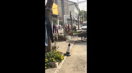 Dog sneaks a bite of hanging duck meat in Anhui, China