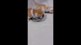 Kitten guards its food bowl fiercely in Hebei, China