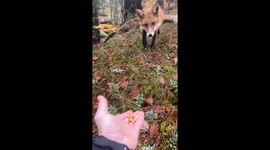 Hand Feeding Peanuts to a Wild Fox