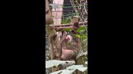 Sloth Plays With Butterfly Bestie