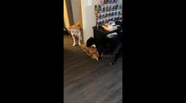 Dog Offended By Owner Spreading His Eating Habit Business