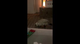 Fearless Floof Encounters a Piece of Paper