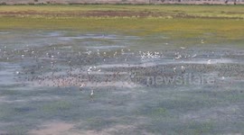 China: Scientists cultivate specific plant for migratory birds wintering at Poyang Lake