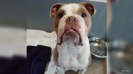 UNCAPTIONED: Heroic dog mum saves her adorable puppies from hammer attack