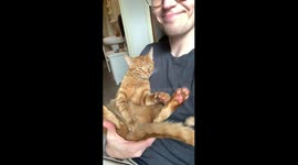 George the Cat Steals My Glasses