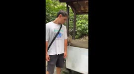 Monkey defends baby and interacts with man in Bali, Indonesia