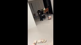 Golden retriever walks adorably in full-body pajama in Shandong, China