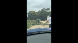 Hilarious fall while helping move fallen tree in Guangdong, China