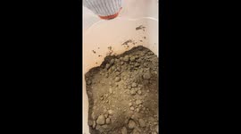 Pet mole impressively burrows in container of soil in Heilongjiang, China